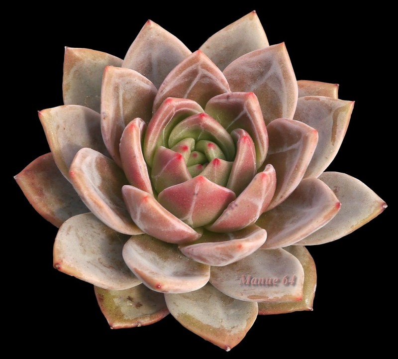 阿罗亚 Echeveria 'Aroa'