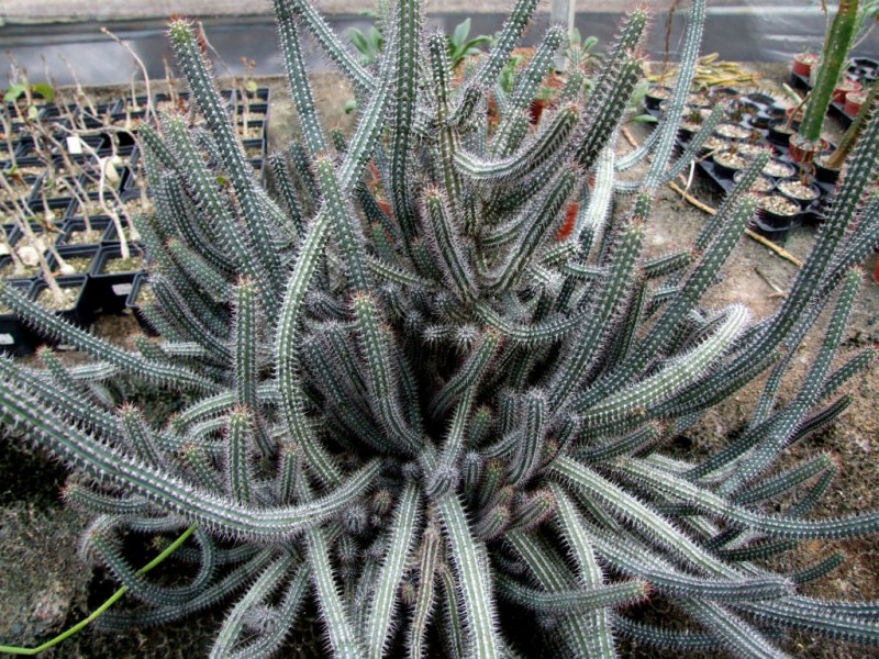 密刺麒麟 Euphorbia baioensis