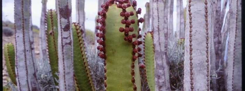 墨麒麟 Euphorbia canariensis