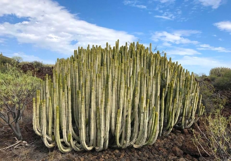 墨麒麟 Euphorbia canariensis