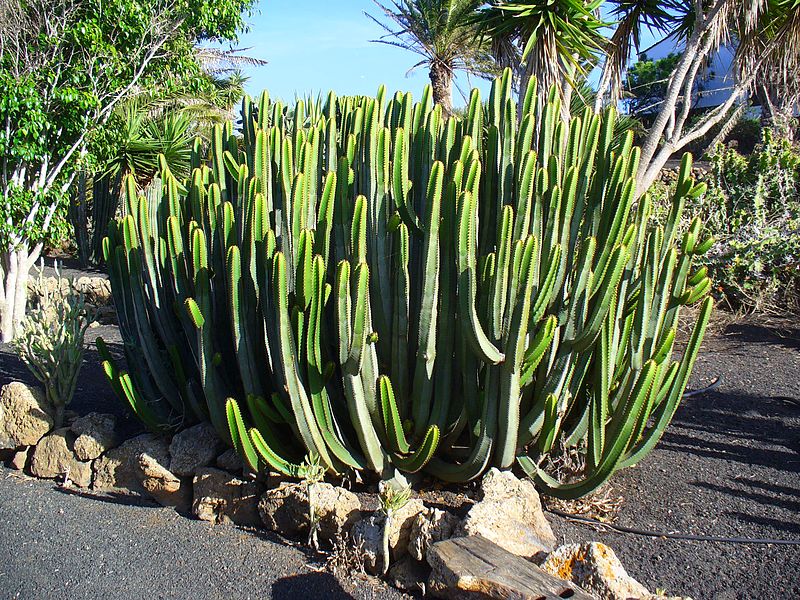 墨麒麟 Euphorbia canariensis