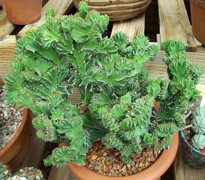 墨麒麟缀化 Euphorbia canariensis