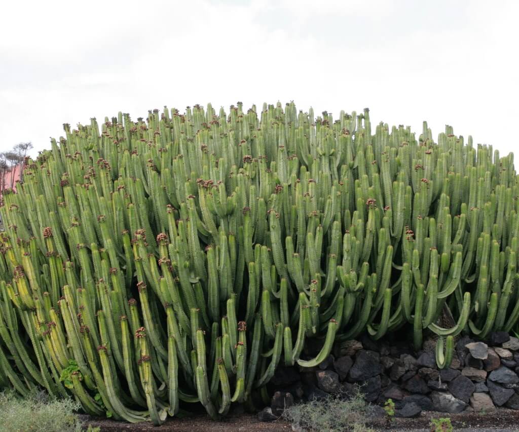 墨麒麟 Euphorbia canariensis