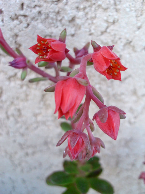 糖果 Echeveria 'Candy' 