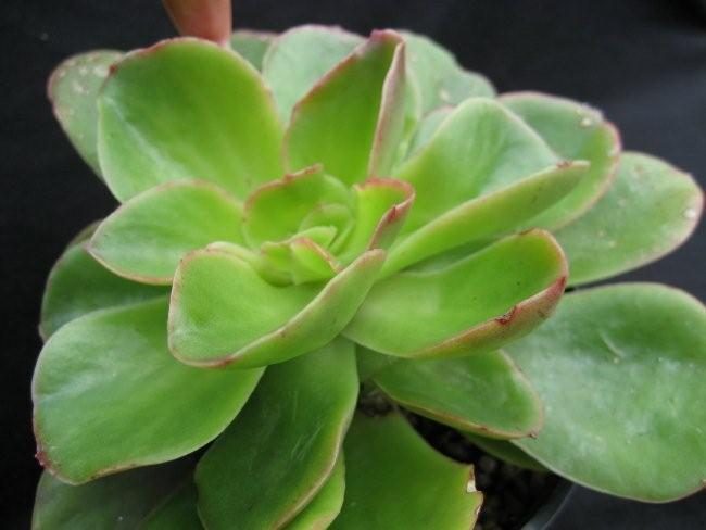 糖果 Echeveria 'Candy' 