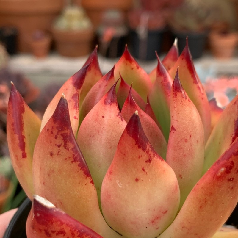 Echeveria Agavoides Lady's Choice