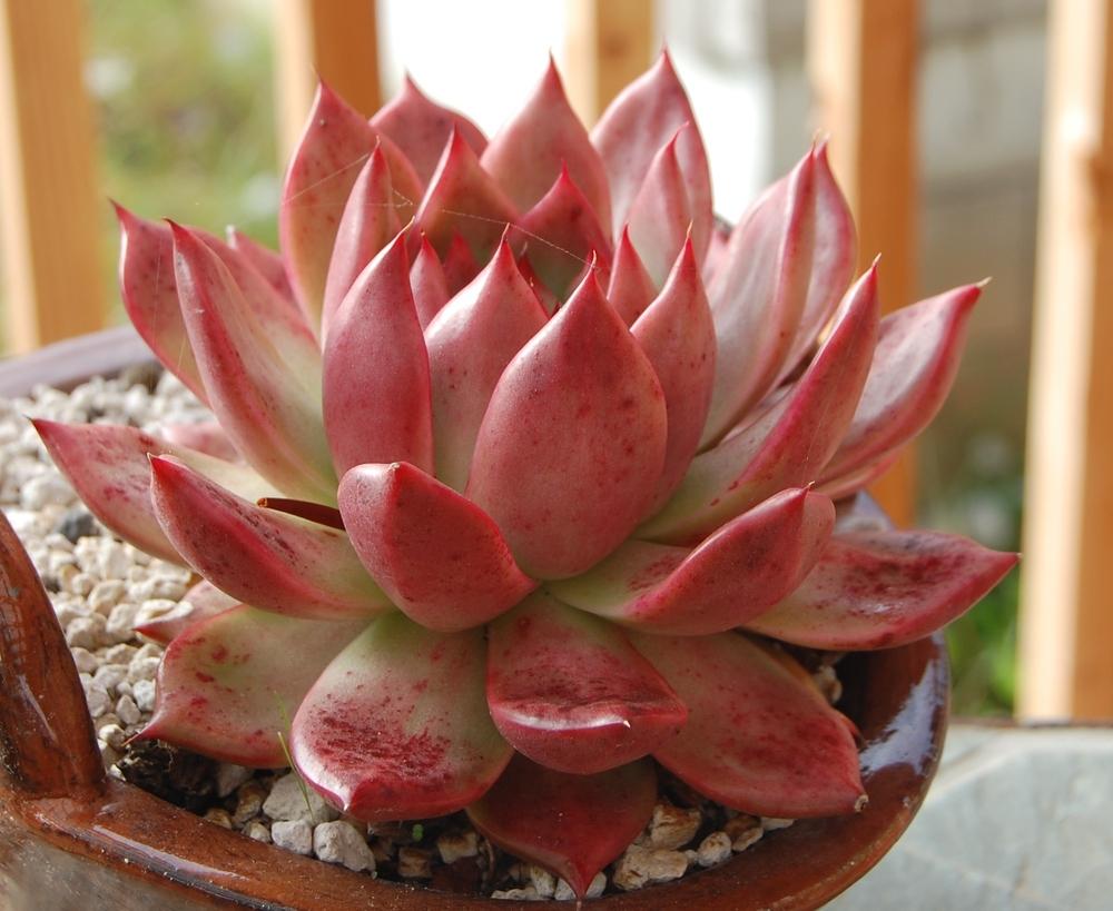Echeveria Agavoides Lady's Choice