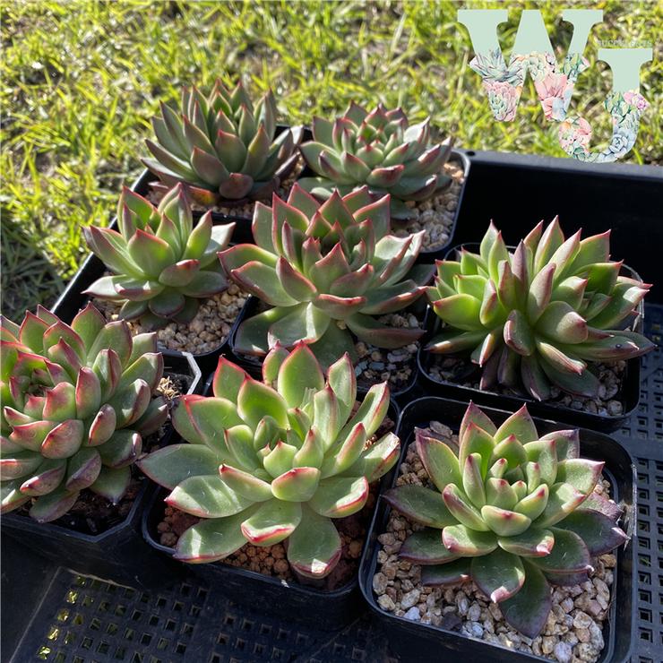 Echeveria Agavoides Lady's Choice