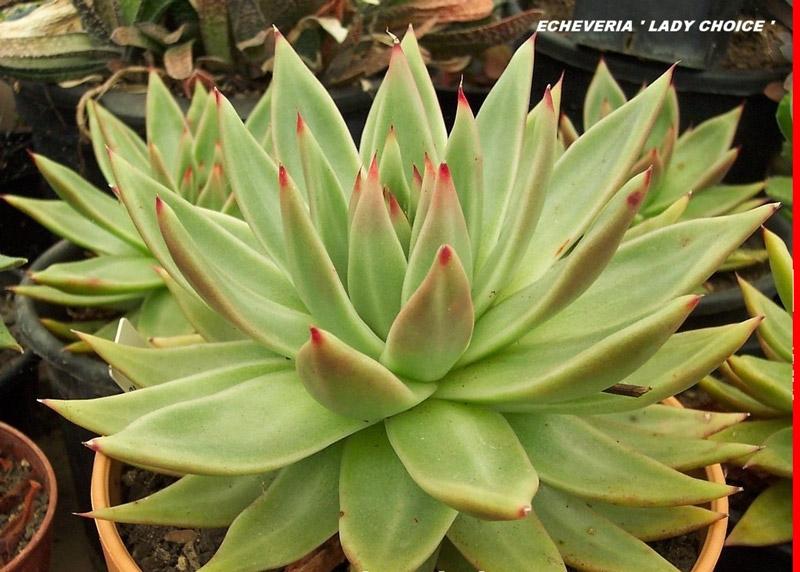 Echeveria Agavoides Lady's Choice