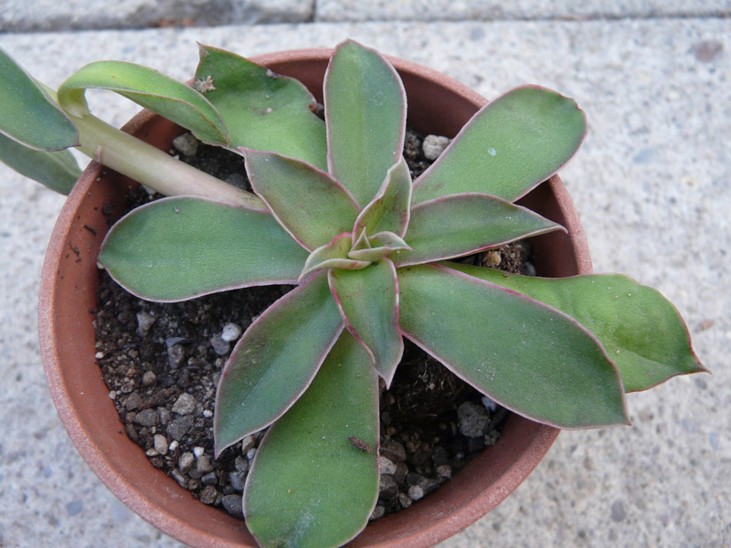 Echeveria racemosa var. citrina