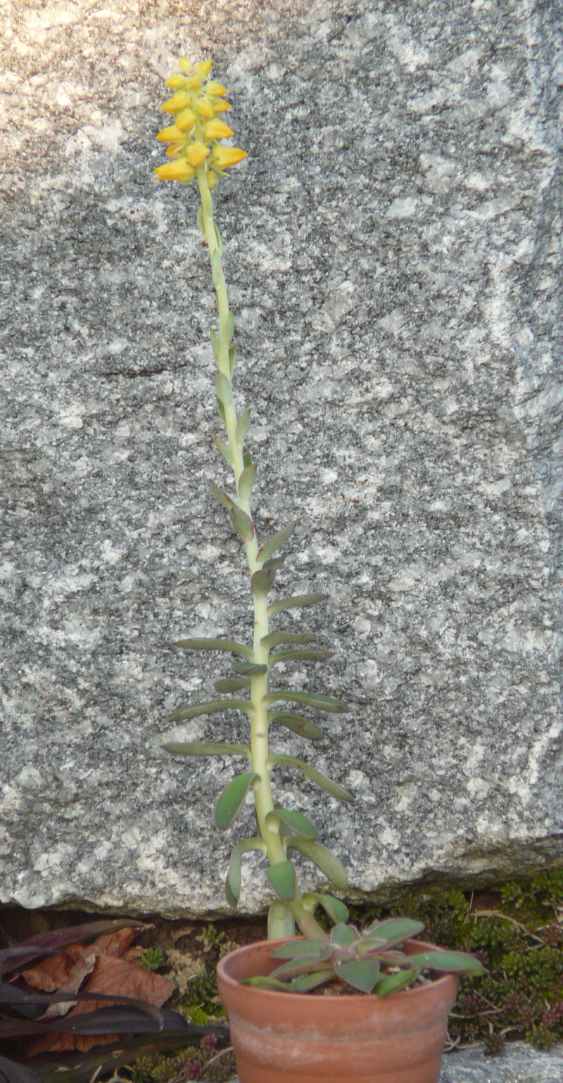 Echeveria racemosa var. citrina