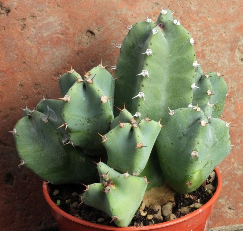 白角麒麟 Euphorbia resinifera f. compacta 
