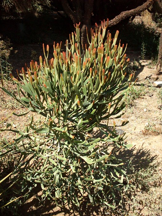 Euphorbia enterophora subs. crassa 