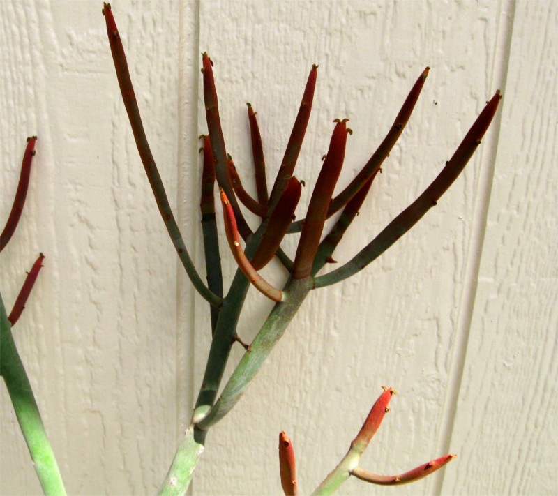 Euphorbia enterophora subs. crassa 