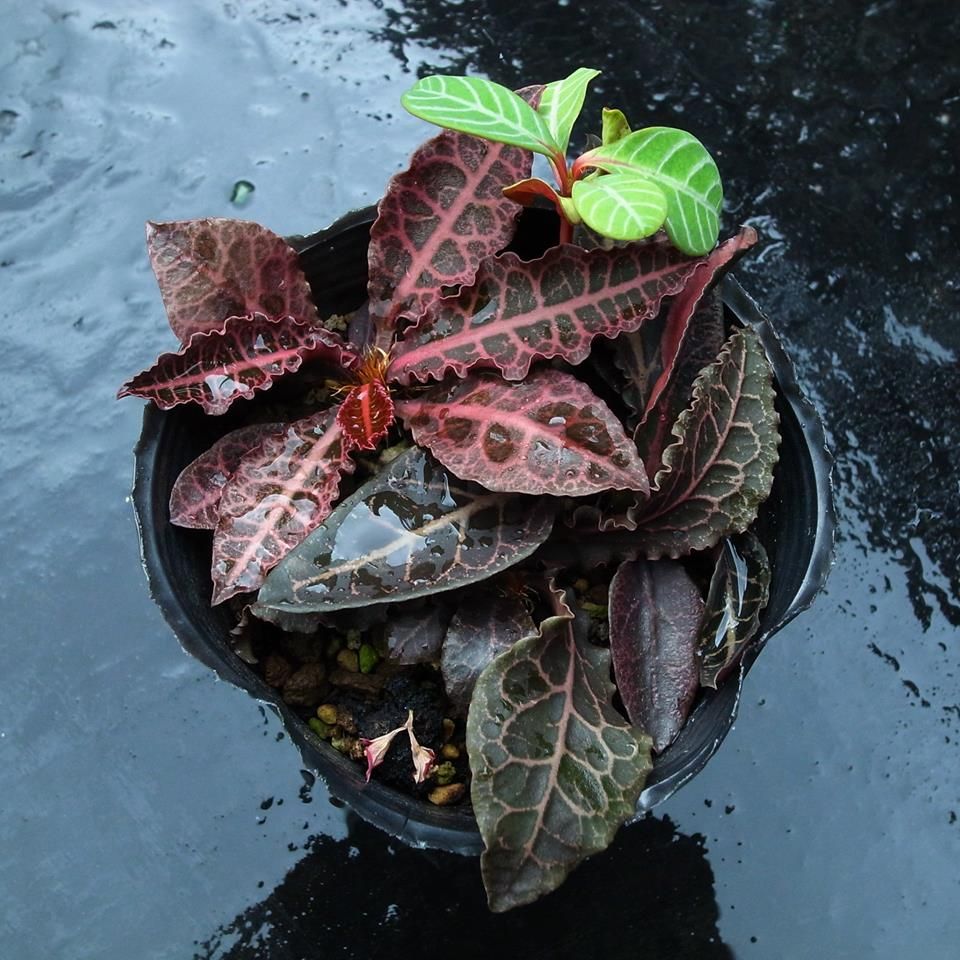 彩叶麒麟 Euphorbia francoisii var. crassicaulis