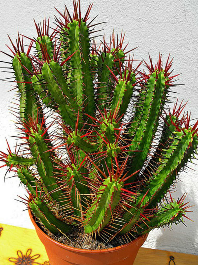 火麒麟 Euphorbia enopla