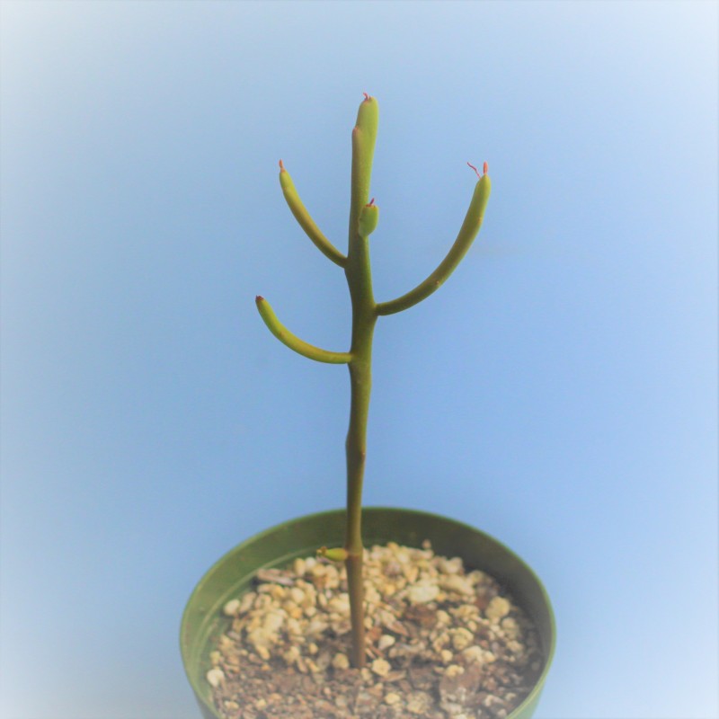 硬叶麒麟 Euphorbia enterophora