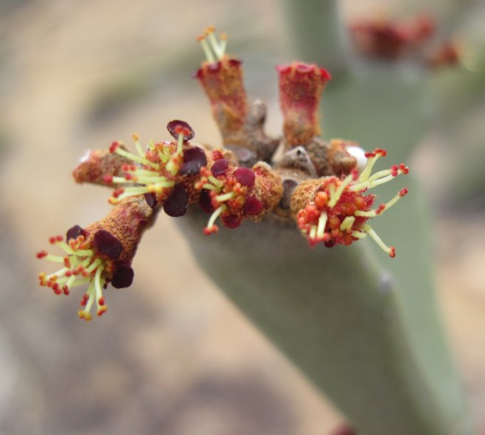 硬叶麒麟 Euphorbia enterophora
