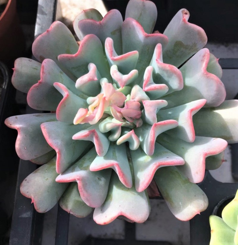 飞行少年 Echeveria 'Fly to the Sky'