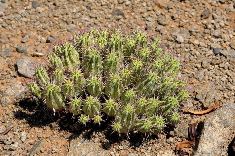 猛麒麟 Euphorbia ferox