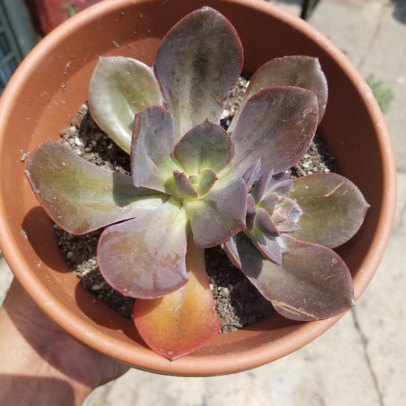  Echeveria fimbriata