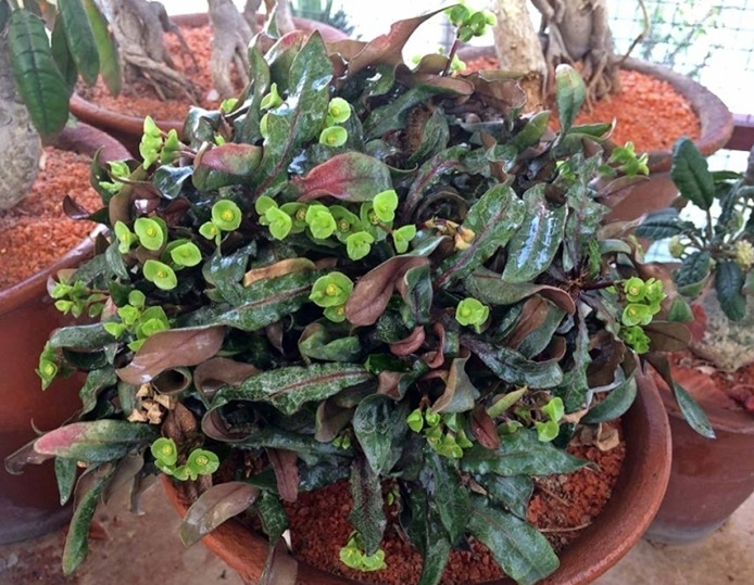 彩叶麒麟 Euphorbia francoisii