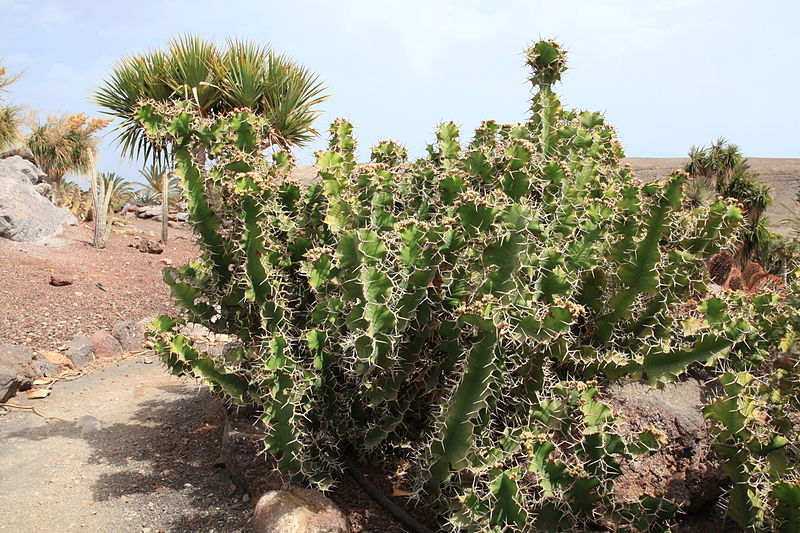 牛角大戟 Euphorbia grandicornis