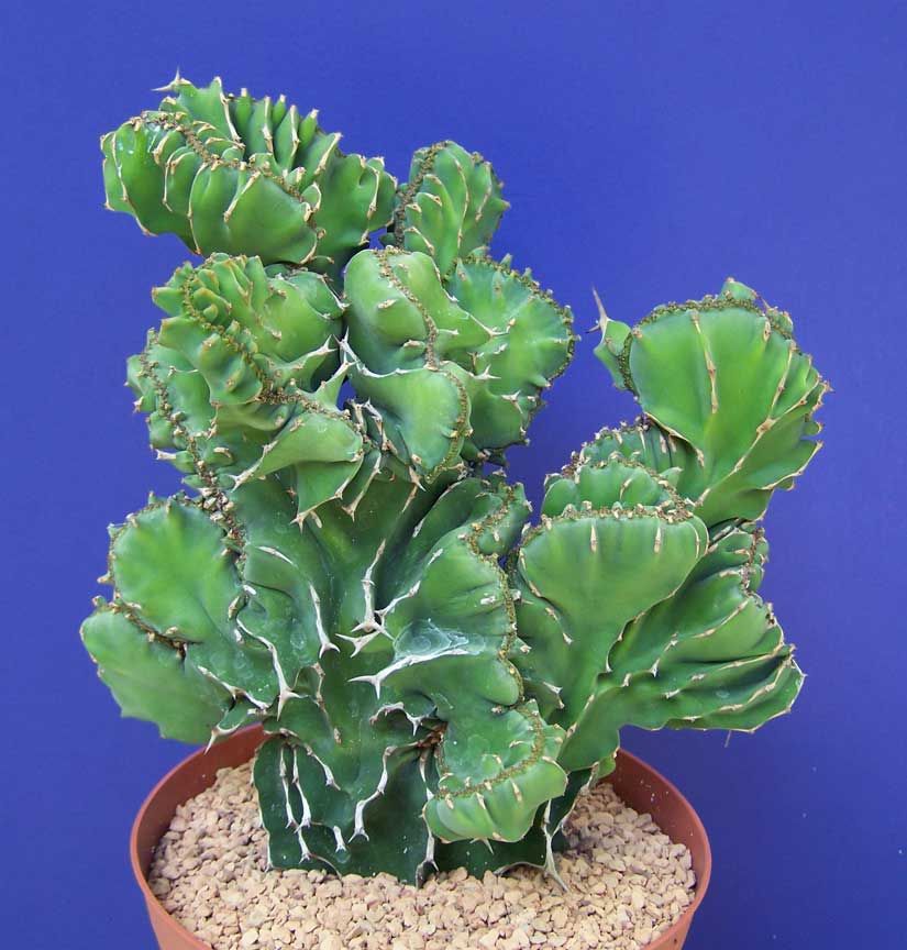牛角大戟缀化 Euphorbia grandicornis