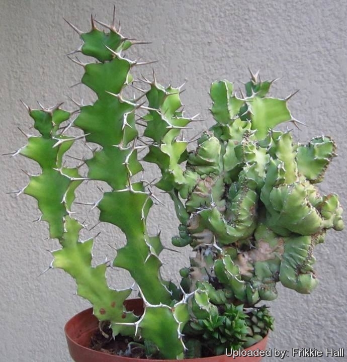 牛角大戟缀化 Euphorbia grandicornis