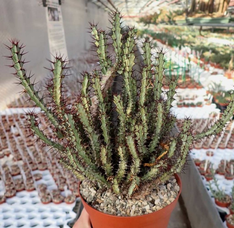 绿威麒麟 Euphorbia greenwayi