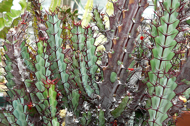 绿威麒麟 Euphorbia greenwayi