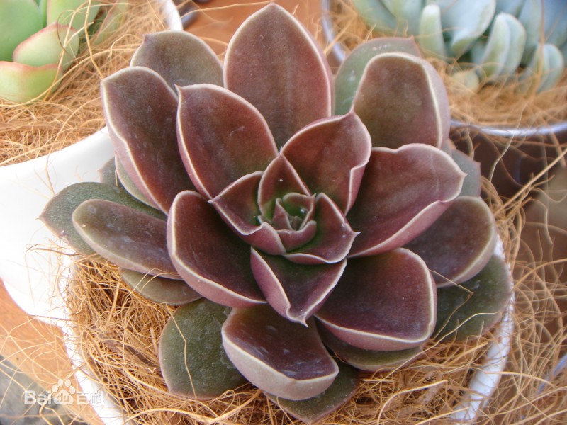 摩莎 Echeveria Racemosa