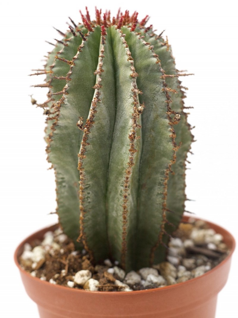 恐针麒麟 Euphorbia horrida