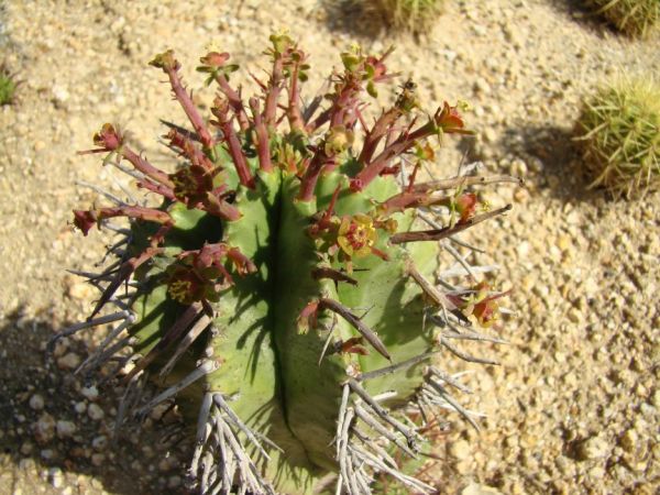 Euphorbia horrida 魁伟玉