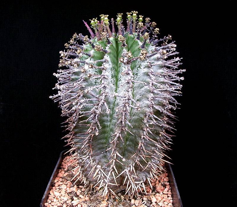 Euphorbia horrida 魁伟玉