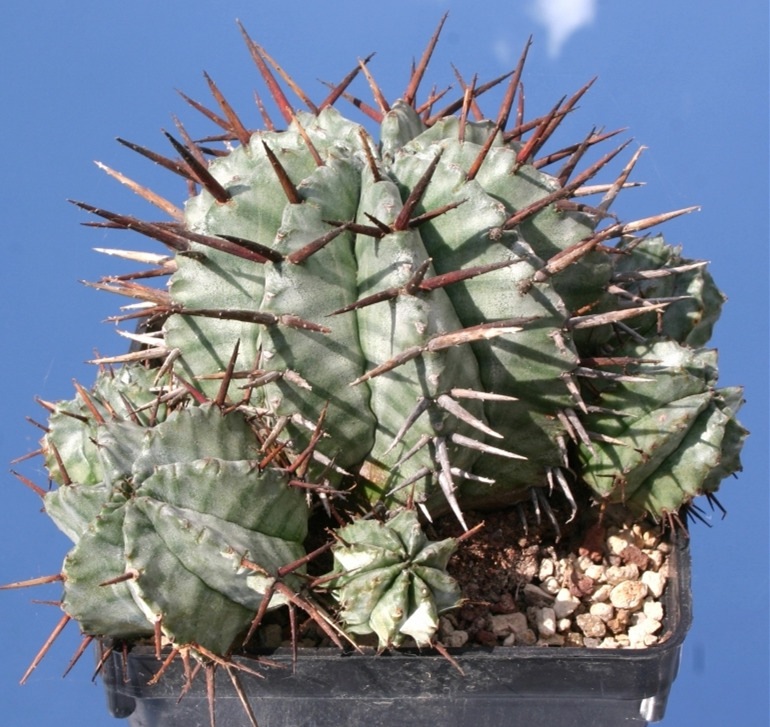 恐针麒麟 Euphorbia horrida