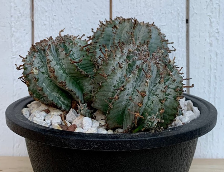 恐针麒麟 Euphorbia horrida