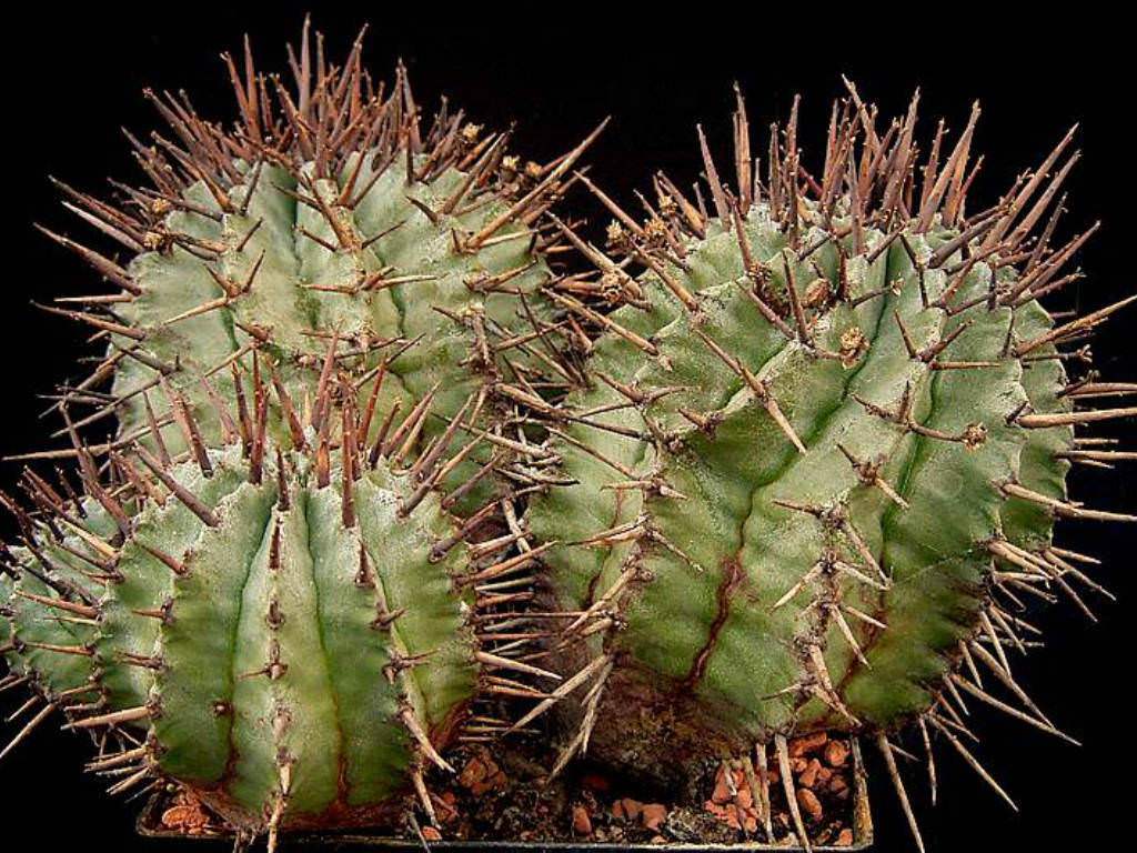 恐针麒麟 Euphorbia horrida