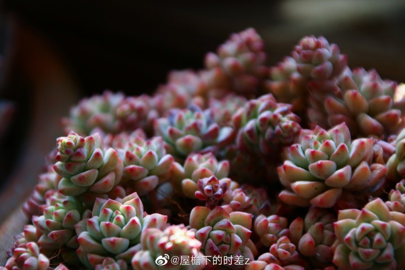 焦糖精灵 Echeveria 'Caramel Spirit'