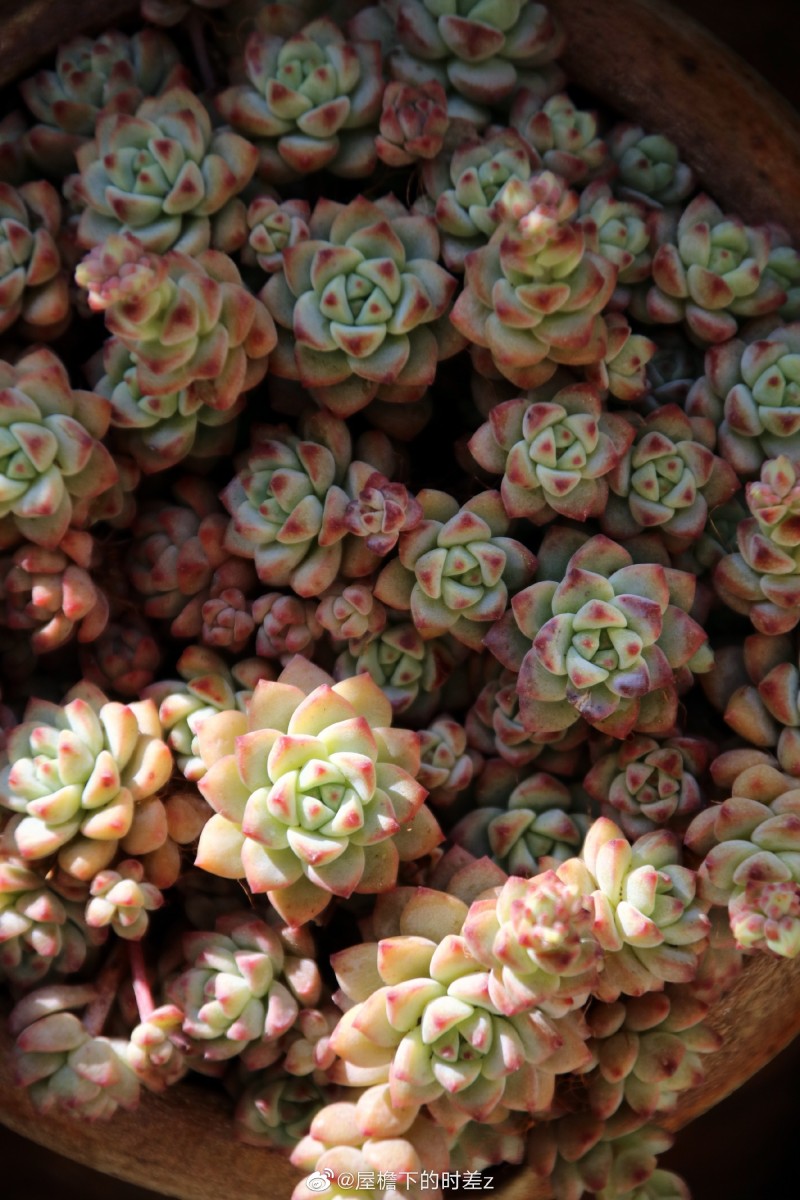 焦糖精灵 Echeveria 'Caramel Spirit'
