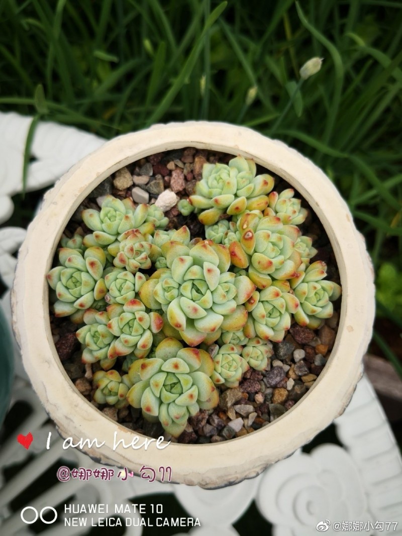 焦糖精灵 Echeveria 'Caramel Spirit'