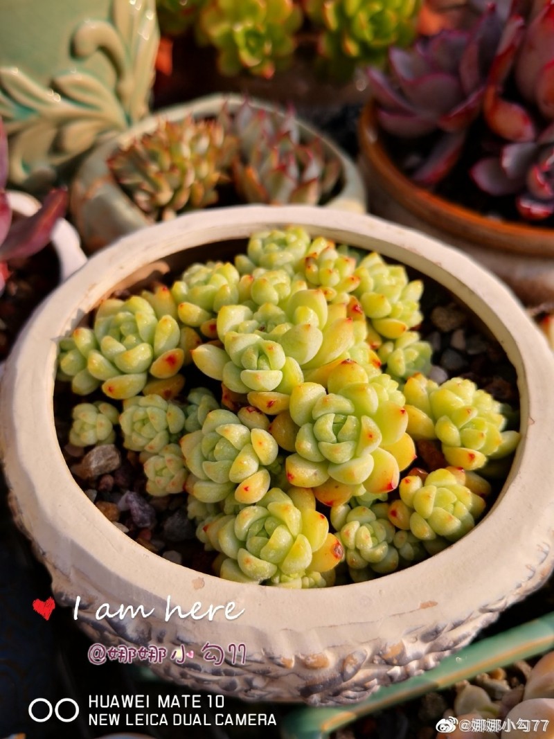 焦糖精灵 Echeveria 'Caramel Spirit'