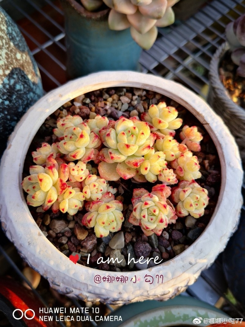 焦糖精灵 Echeveria 'Caramel Spirit'