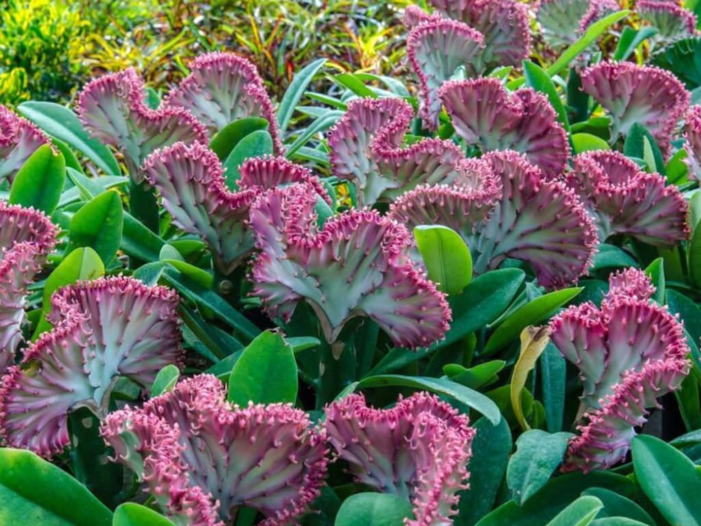 Euphorbia lactea f. cristata（帝锦）