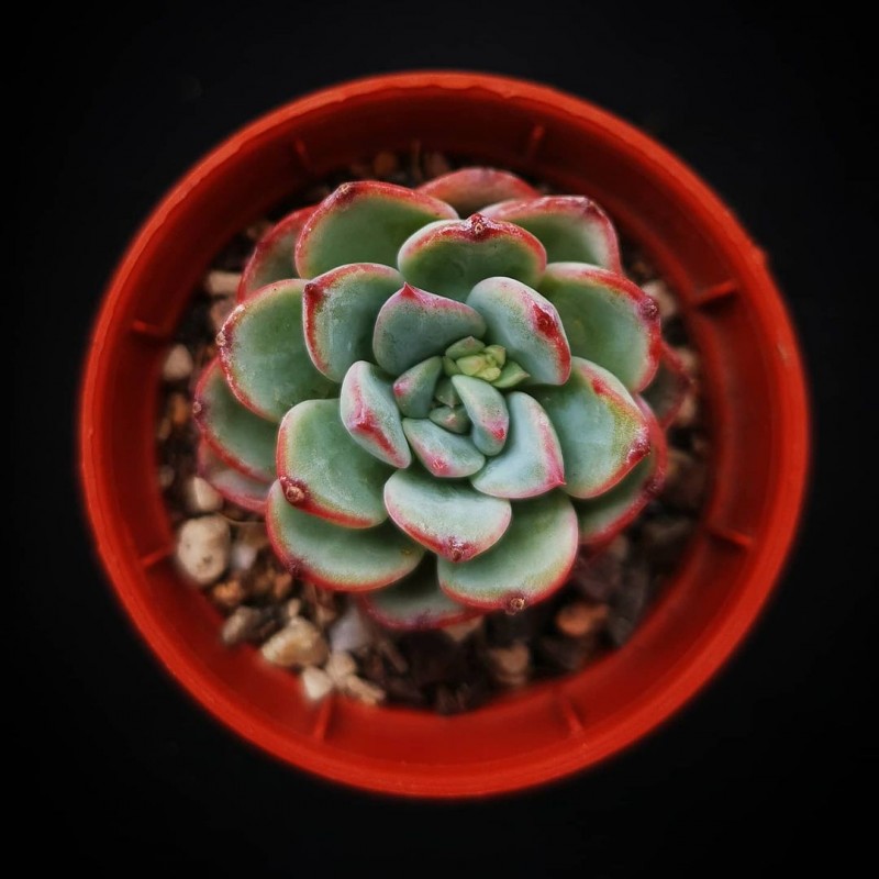 恩雪 Echeveria Laen