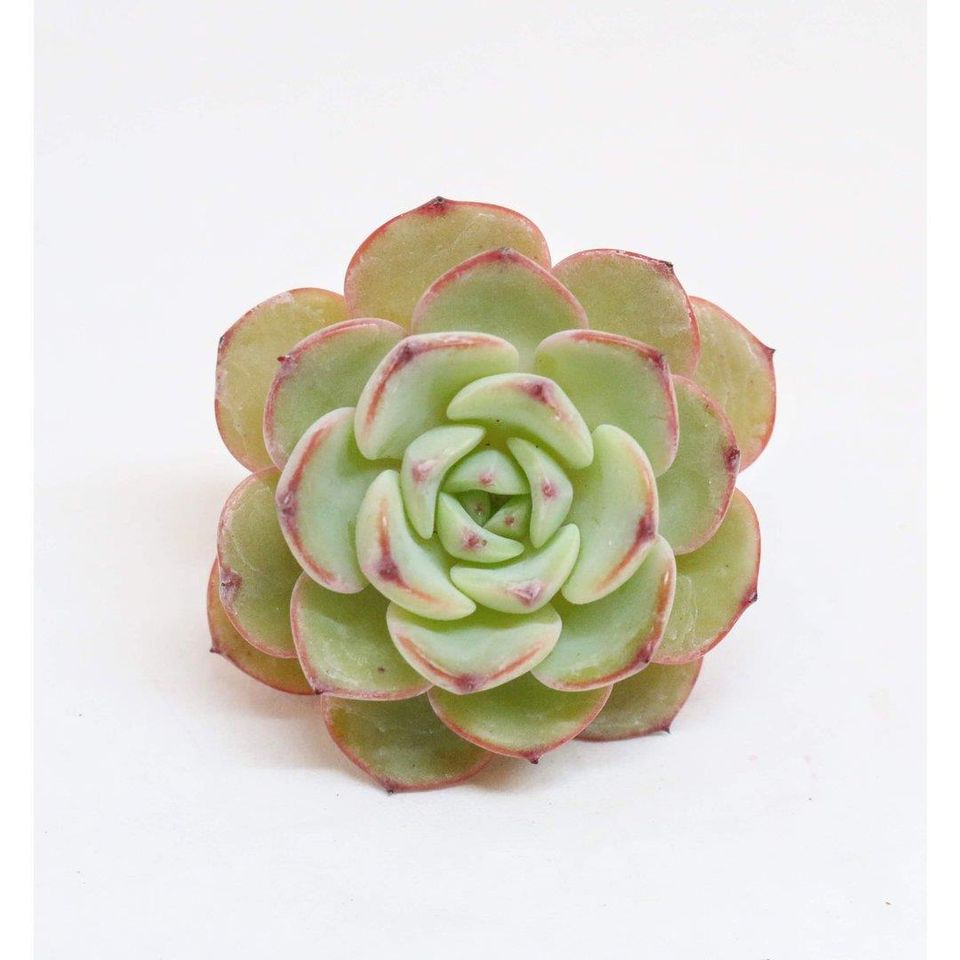 恩雪 Echeveria Laen