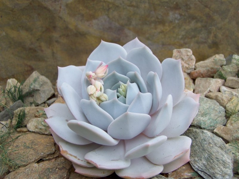 雪莲和浮岳莲的杂交品种 Echeveria 'Lais'