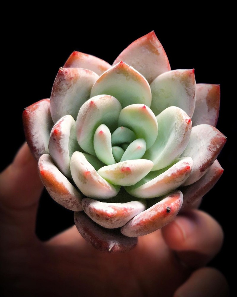 雪莲杂细叶型卡罗拉，Echeveria Laui Sky