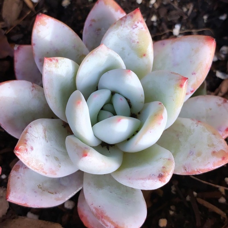 雪莲杂细叶型卡罗拉，Echeveria Laui Sky