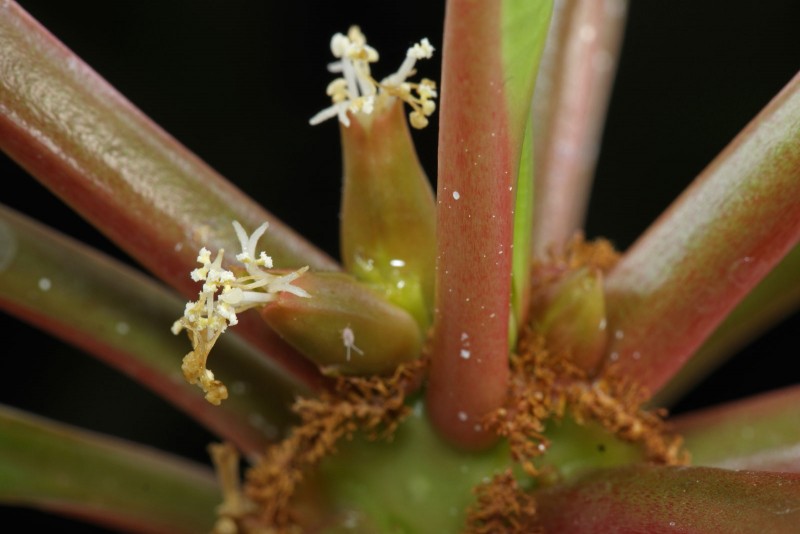 白条麒麟 Euphorbia leuconeura